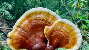 BIOKATALIS DARI JAMUR UNTUK OBAT DITEMUKAN