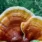 jamur-ganoderma-hidup-manusia