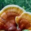 BIOKATALIS DARI JAMUR UNTUK OBAT DITEMUKAN